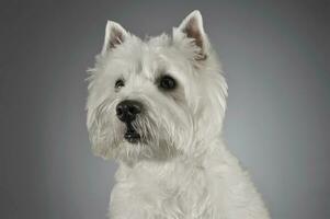 West Highland White Terrier portrait in a gray background photo