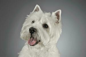 West Highland White Terrier portrait in a gray background photo