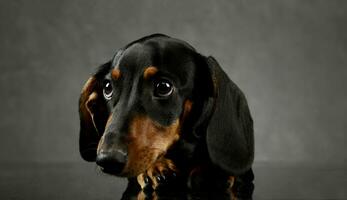 estudio Disparo de un adorable perro tejonero foto