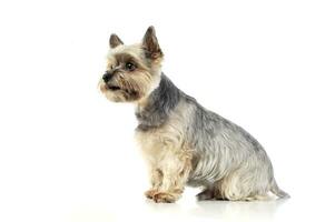Studio shot of an adorable Yorkshire Terrier looking curiously photo