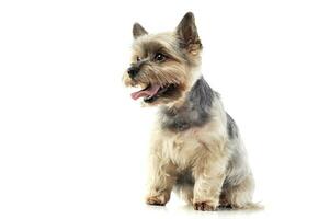 Studio shot of an adorable Yorkshire Terrier looking satisfied photo
