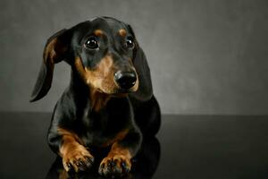 estudio Disparo de un adorable perro tejonero foto