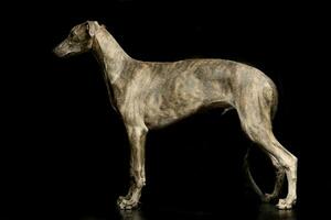 Studio shot of an adorable Greyhound photo