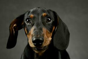 Portrait of an adorable Dachshund photo