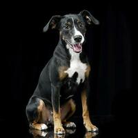 Studio shot of an adorable mixed breed dog photo