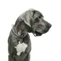 Studio shot of an adorable Great Dane dog photo