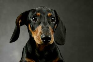 Portrait of an adorable Dachshund photo