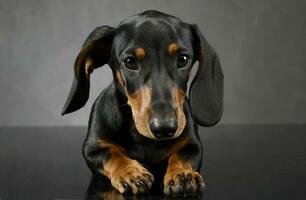 Dachshund's portait on the dark gray studio photo