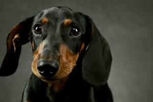 retrato de un adorable perro tejonero foto