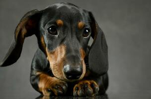 Dachshund's portait on the dark gray studio photo