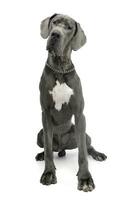 Studio shot of an adorable Great Dane dog photo