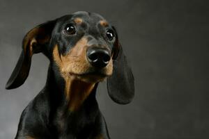 Dachshund's portait on the dark gray studio photo