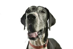 Portrait of an adorable great dane photo