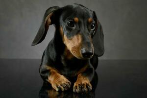 Dachshund's portait on the dark gray studio photo