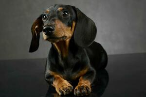 Dachshund's portait on the dark gray studio photo