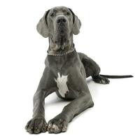 Studio shot of an adorable Great Dane dog photo