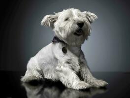 Oeste tierras altas blanco terrier acostado en un brillante gris antecedentes foto