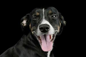 Portrait of a lovely mixed breed dog photo