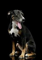 Studio shot of a lovely Mixed breed dog photo