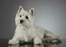 Oeste tierras altas blanco terrier acostado en un brillante gris antecedentes foto