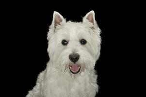 West Highland White Terrier portrait in a black studio photo