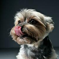 Yorkshire terrier retrato en un oscuro estudio foto