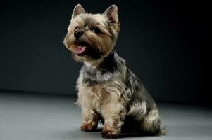 estudio Disparo de un adorable Yorkshire terrier mirando satisfecho foto