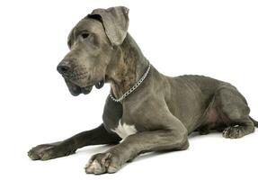 Studio shot of an adorable great dane photo