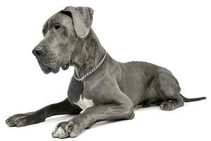 Studio shot of an adorable Great Dane dog photo