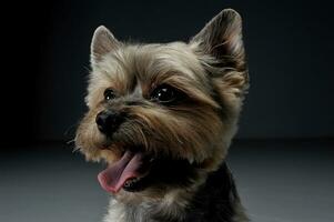 retrato de un adorable Yorkshire terrier mirando satisfecho foto