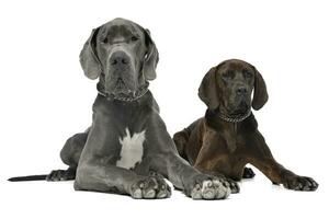 Studio shot of an adorable Great Dane dog photo