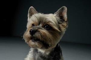 Portrait of an adorable Yorkshire Terrier looking curiously photo