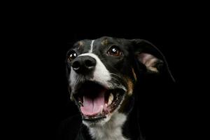 Portrait of a lovely mixed breed dog photo