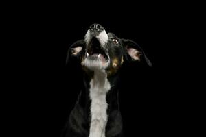 Portrait of a lovely mixed breed dog photo