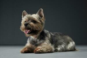 estudio Disparo de un adorable Yorkshire terrier mirando satisfecho foto