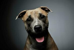 Studio shot of a lovely Staffordshire Terrier photo