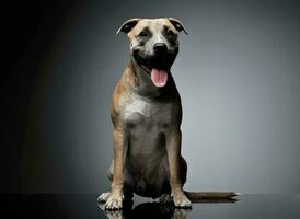Studio shot of a lovely Staffordshire Terrier photo