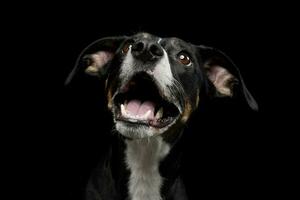 retrato de un encantador mezclado raza perro foto