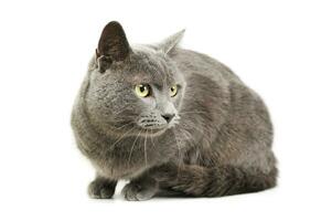 Studio shot of an adorable British shorthair cat photo