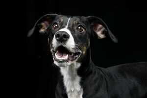 retrato de un adorable mezclado raza perro foto