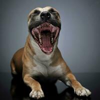 Staffordshire terrier retrato en un oscuro estudio foto