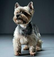 Yorkshire Terrier portrait in a dark studio photo