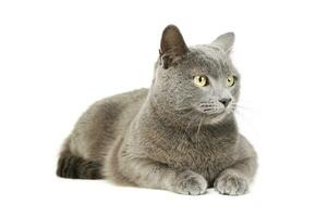 Studio shot of an adorable British shorthair cat photo