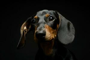 perrito perro tejonero retrato en un oscuro estudio foto