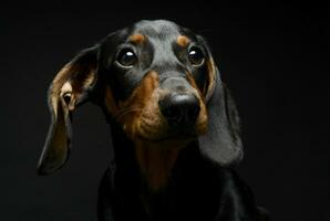 perrito perro tejonero retrato en un oscuro estudio foto