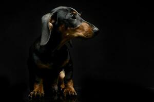 perrito perro tejonero retrato en un oscuro estudio foto