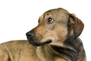 retrato de un adorable mezclado raza perro foto