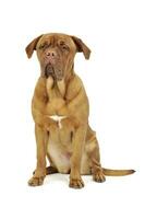 Studio shot of an adorable Cane corso italiano photo