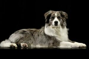 estudio Disparo de un linda frontera collie perrito foto