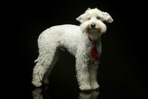 White funny dog in a dark studio photo